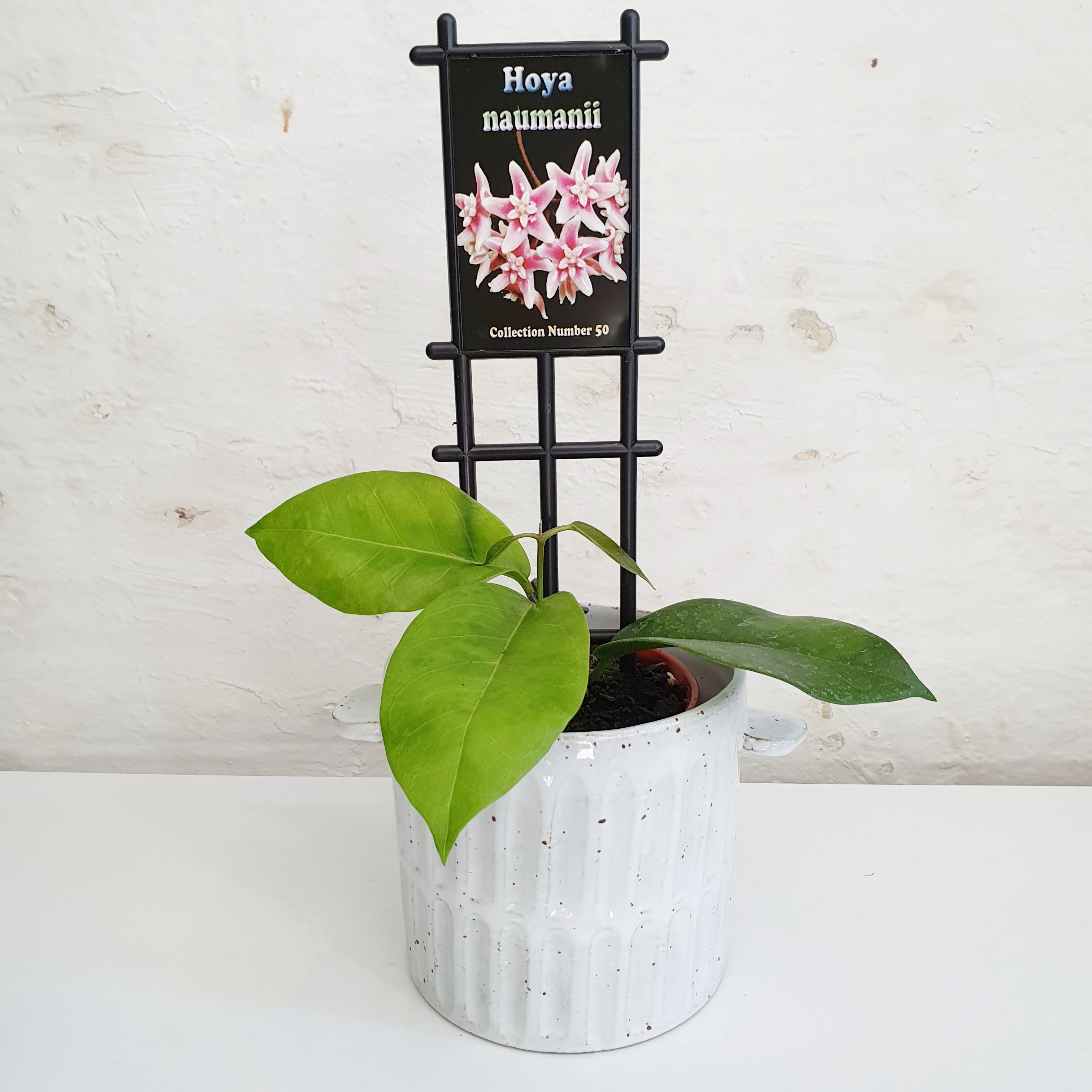 Hoya naumanii - 10cm pot
